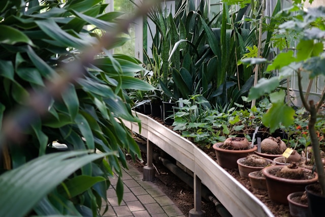 Quels jardins botaniques incontournables à visiter cet été pour un voyage au cœur de la nature ?