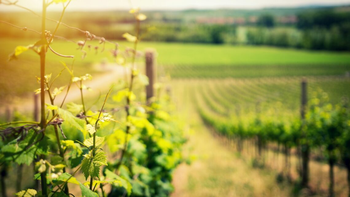 Quels secrets se cachent derrière les AOC des vins d’Auvergne-Rhône-Alpes ?