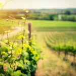 vins d'Auvergne-Rhône-Alpes