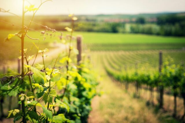 vins d'Auvergne-Rhône-Alpes