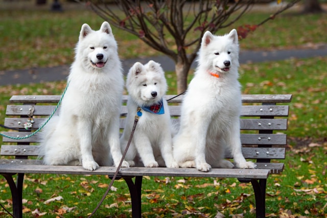 Les conseils pour promener votre chien en toute sécurité