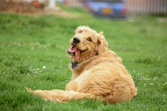 Chiens de garde