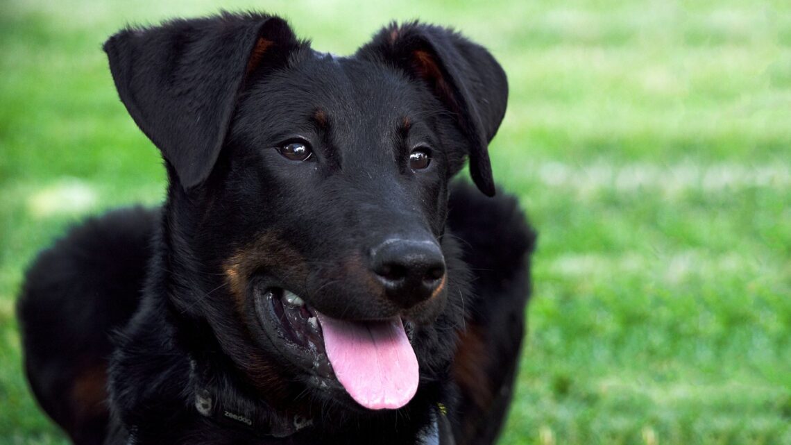 Comment identifier et gérer les allergies alimentaires chez le chien