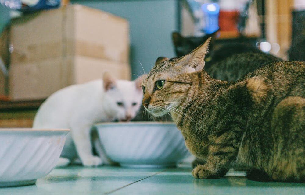 Les erreurs courantes dans l’alimentation des chats