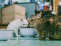 Les erreurs courantes dans l’alimentation des chats