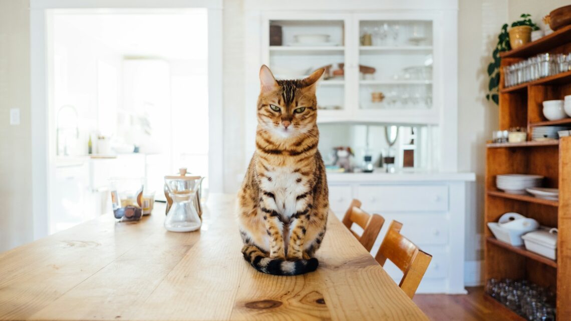 Aliments toxiques pour les animaux de compagnie