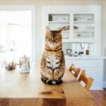 Aliments toxiques pour chat